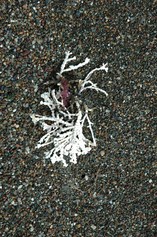 Moonstone Beach 016.jpg